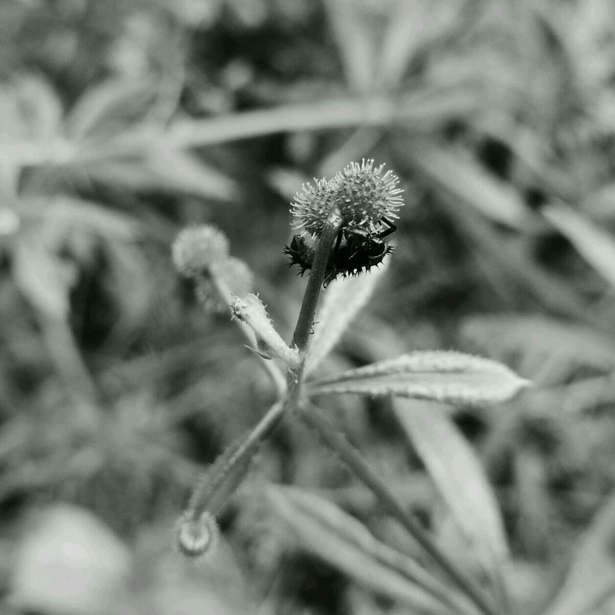 Close-up of caterpillar on plant outdoors