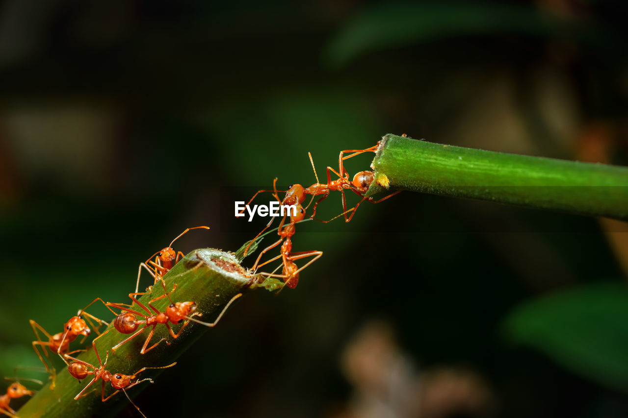 CLOSE-UP OF ANTS ON LEAF