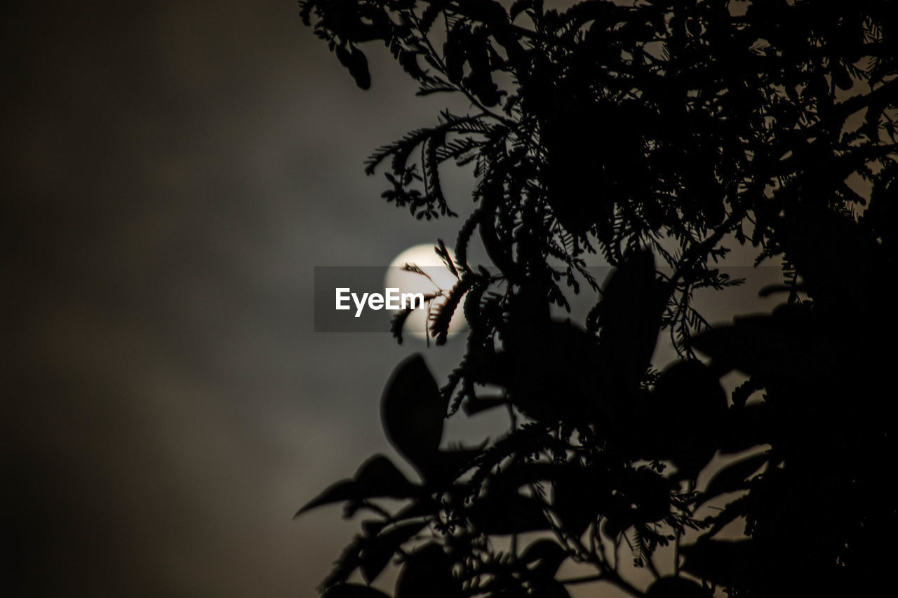 LOW ANGLE VIEW OF SILHOUETTE PLANT AGAINST SKY AT NIGHT