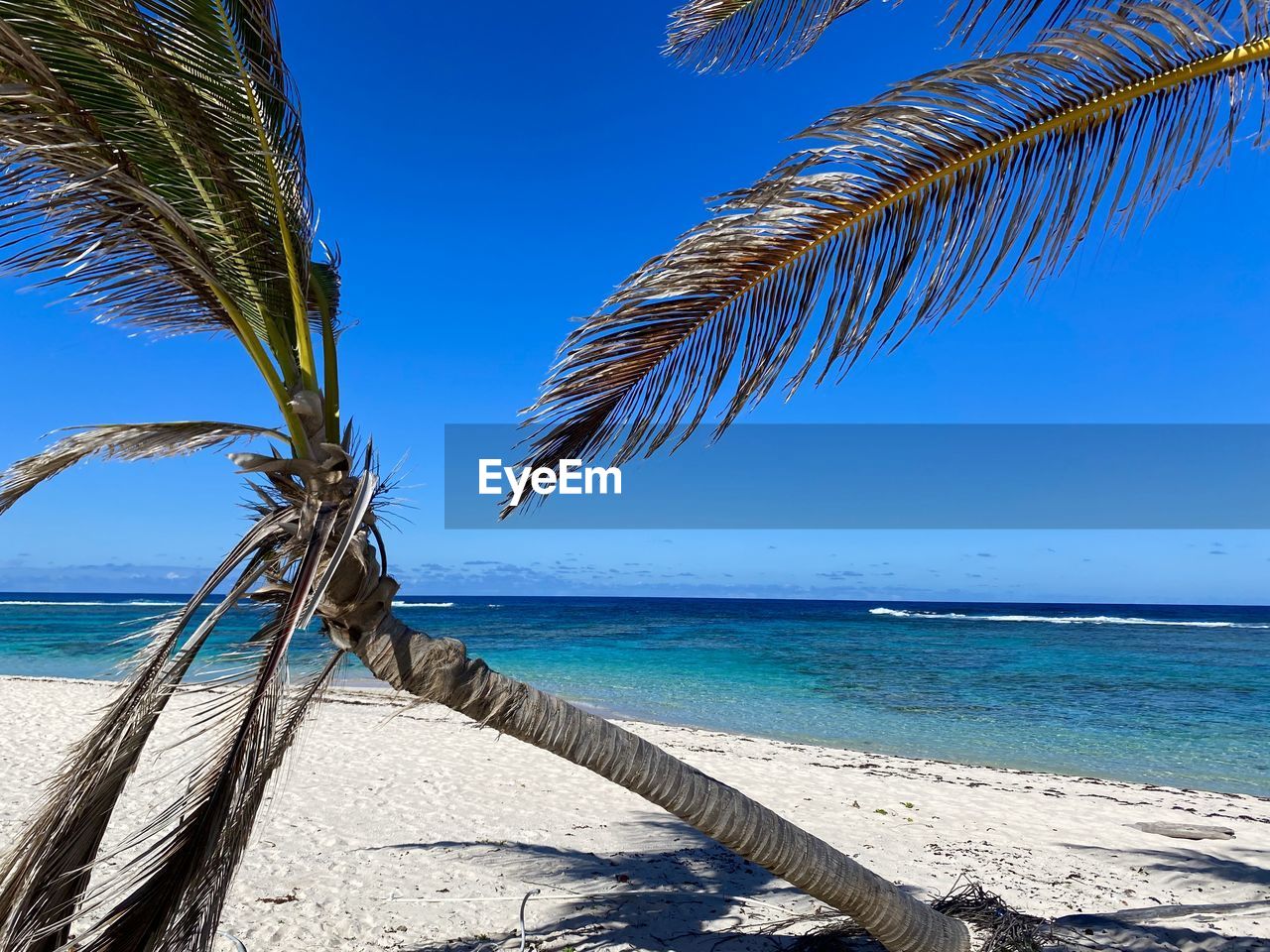 Palm tree by sea against blue sky