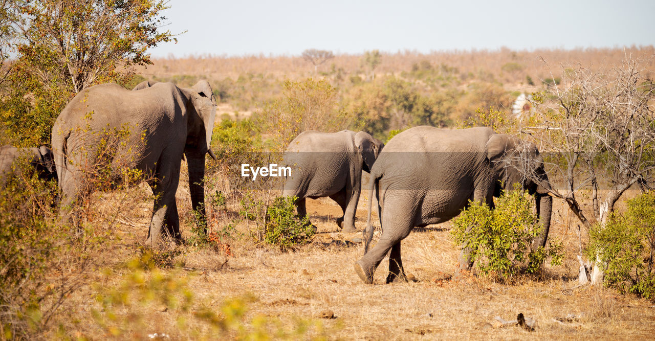 VIEW OF ELEPHANT AND YOUNG ANIMAL