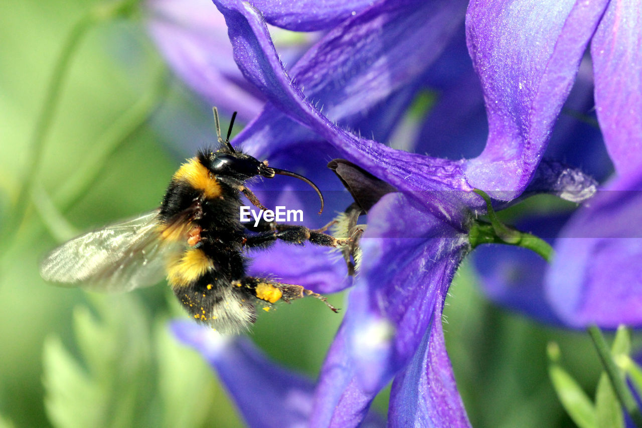 CLOSE-UP OF HONEY BEE ON PURPLE FLOWER