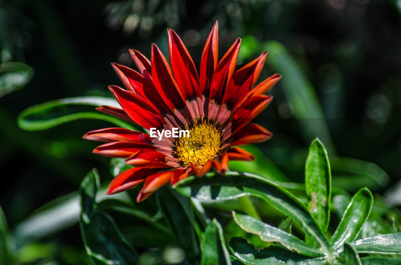 CLOSE-UP OF RED AND ORANGE FLOWER