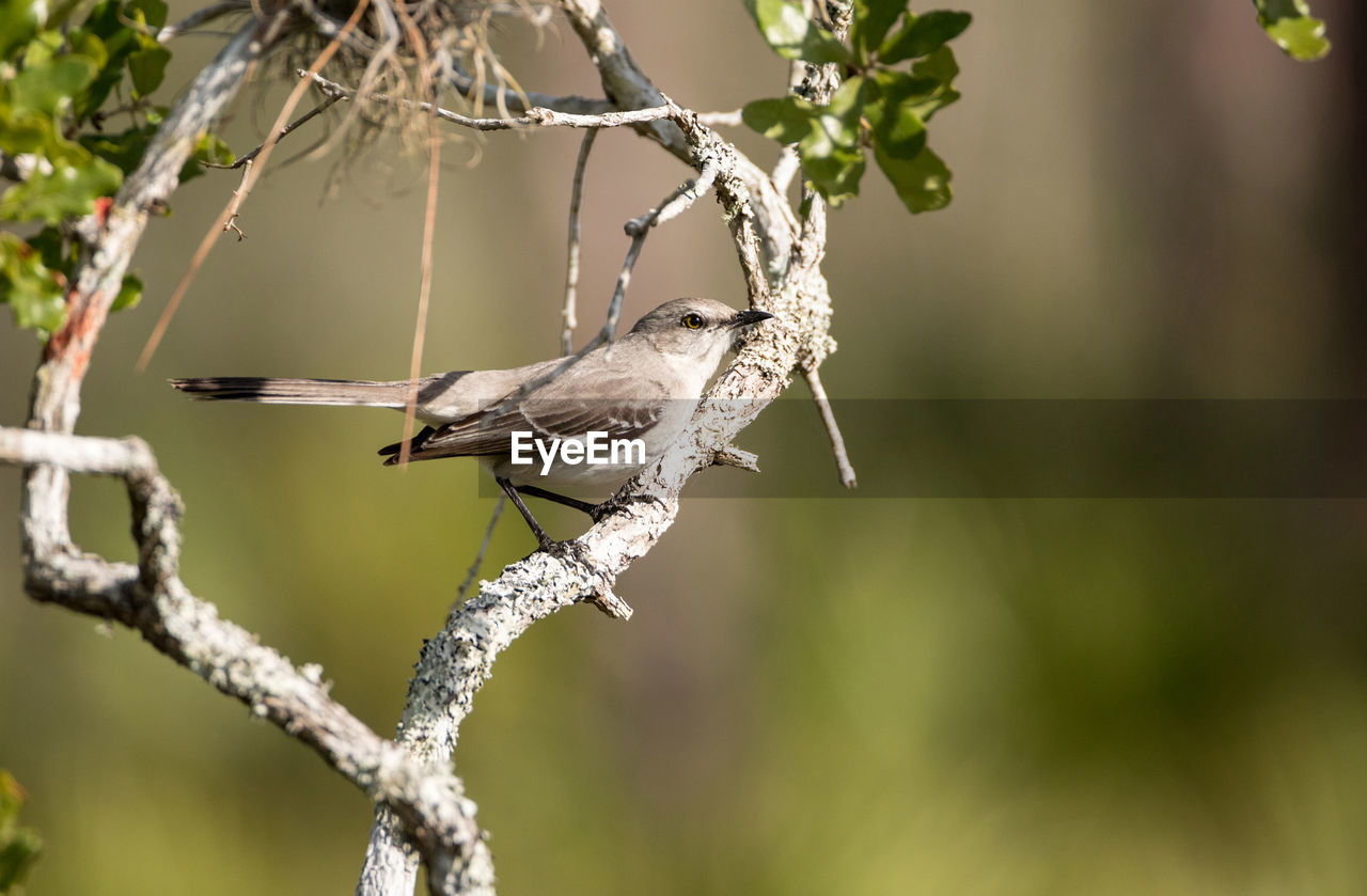 Common mockingbird mimus polyglottos perches in a bush in marco island, florida