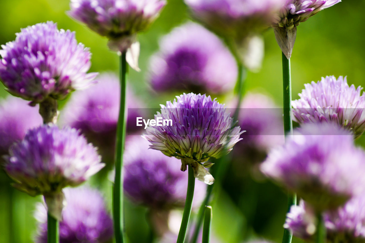 Close-up of pink flowers