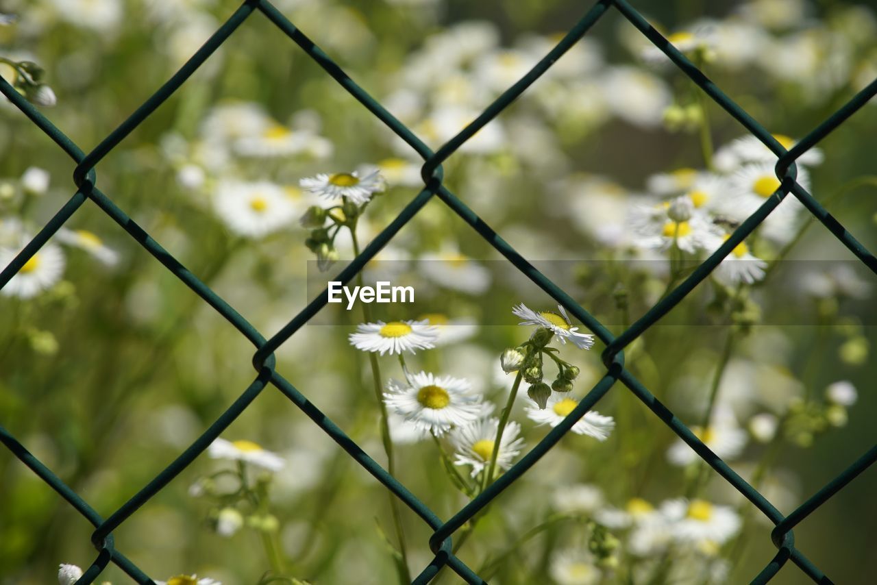 chainlink fence, green, sunlight, fence, nature, yellow, flower, plant, security, branch, protection, flowering plant, grass, leaf, no people, focus on foreground, close-up, day, wire, macro photography, blossom, outdoors, wire mesh, metal, light, beauty in nature, backgrounds, full frame, growth, autumn