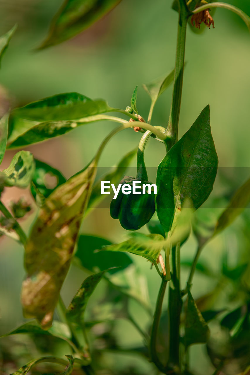 Close-up of green bell peppers growing on plant