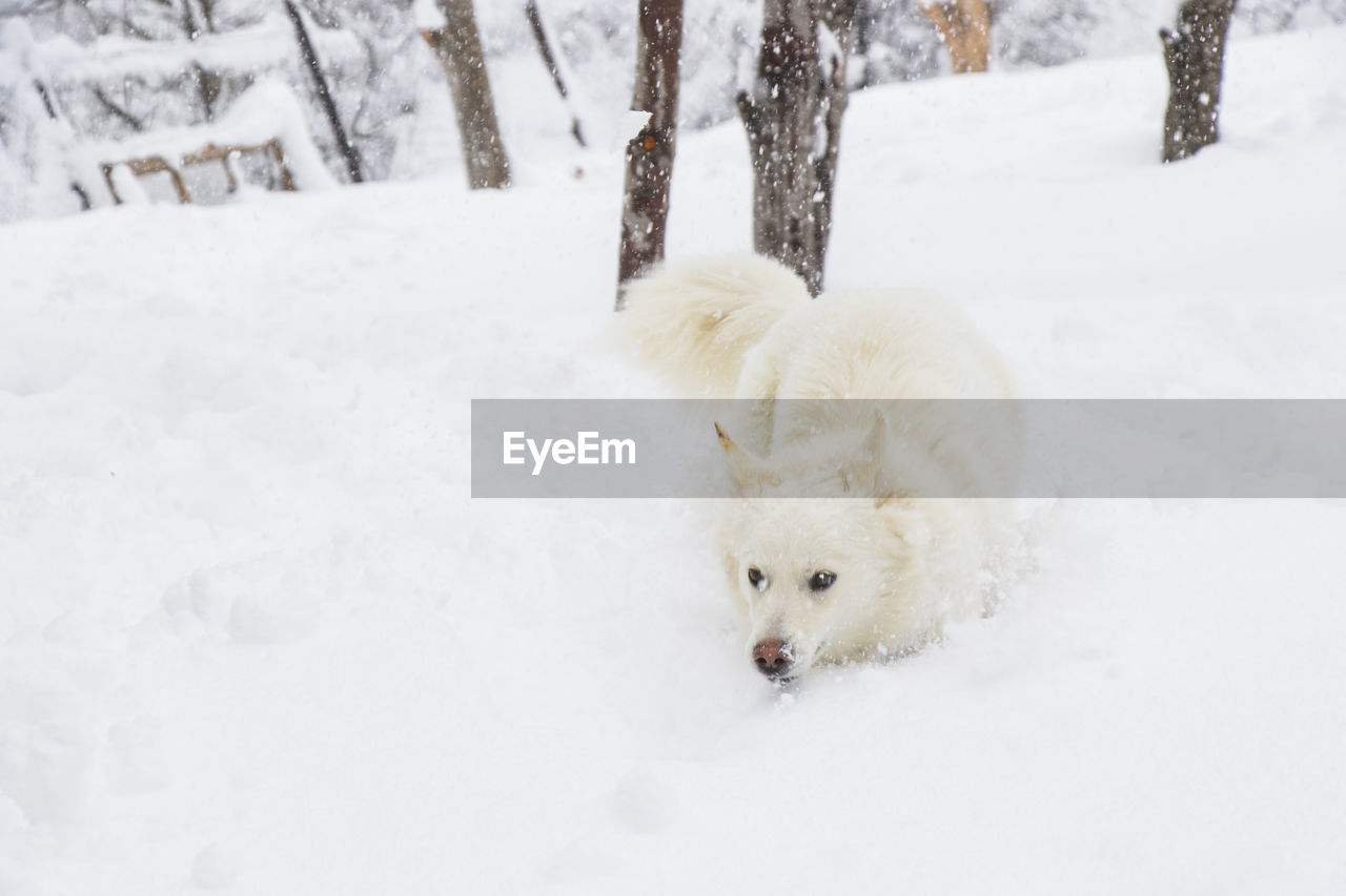 White dog, danish spitz plays in snow, domestic animal