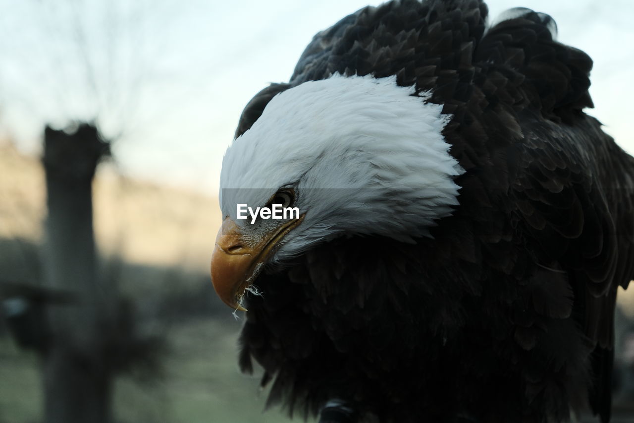 animal, animal themes, bird, animal wildlife, eagle, wildlife, one animal, bald eagle, bird of prey, animal body part, beak, wing, close-up, nature, focus on foreground, no people, feather, outdoors, animal head, day