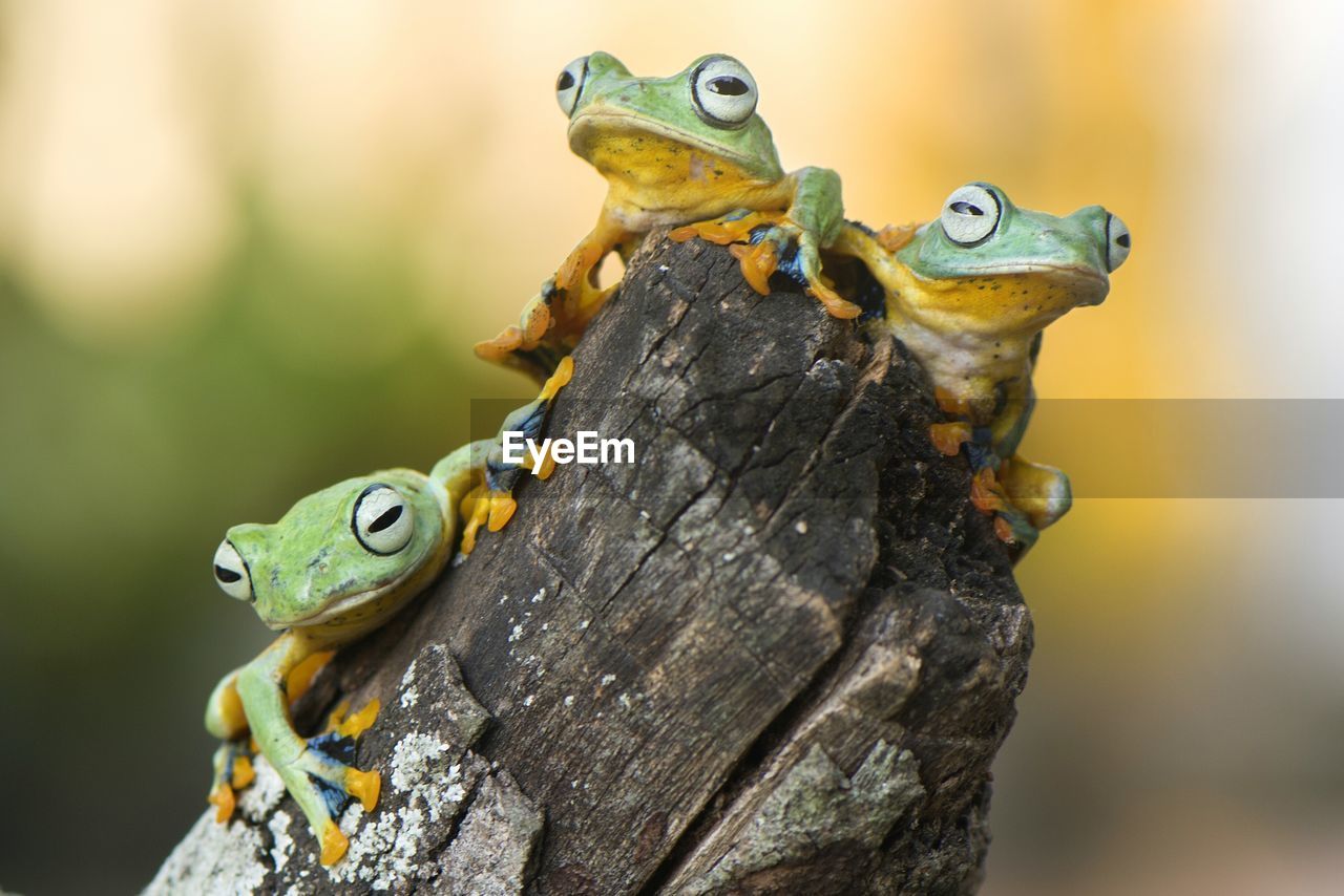 Close-up of frogs on wood