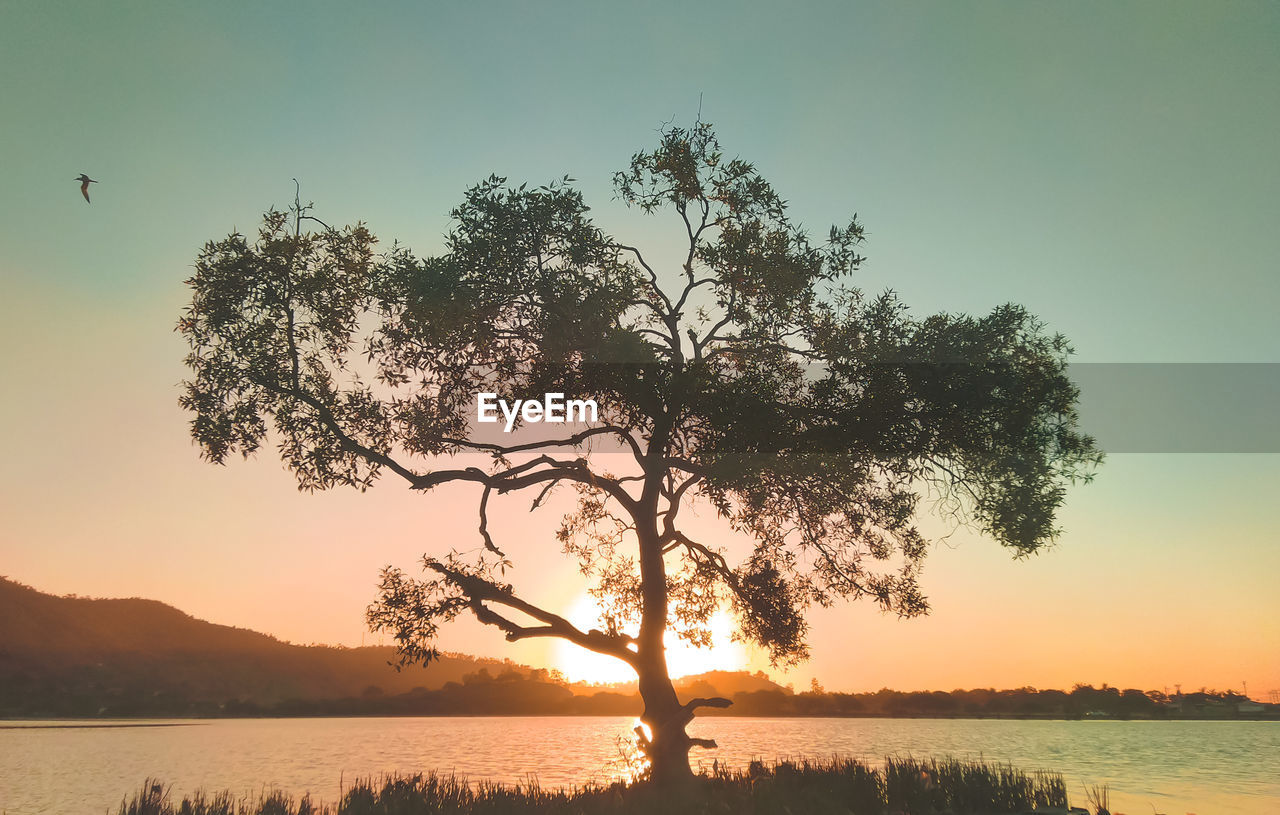 Silhouette tree by lake against sky during sunset