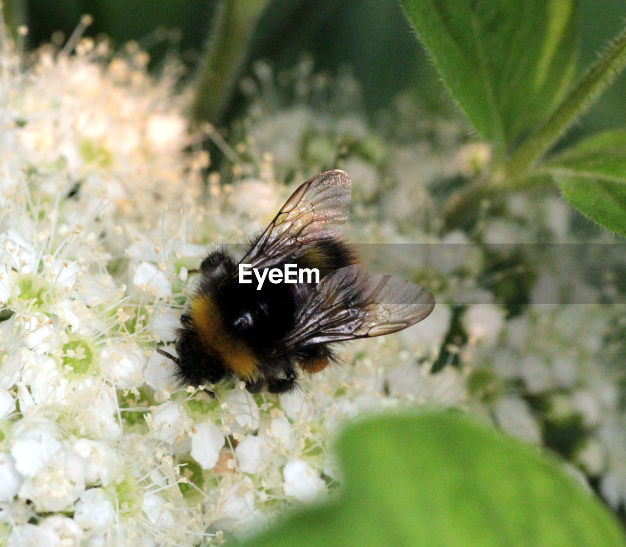 CLOSE-UP OF HONEY BEE POLLINATING ON FLOWER