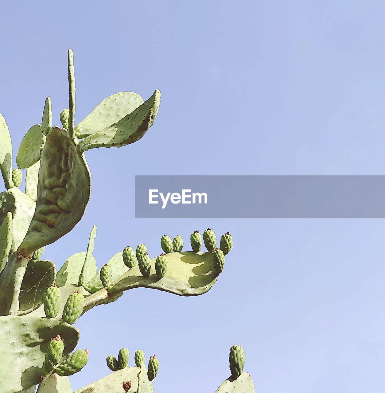 CLOSE-UP OF CACTUS PLANT AGAINST CLEAR SKY