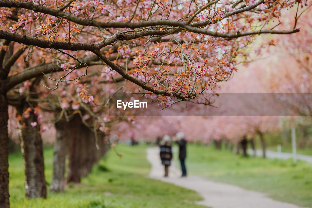 Walk along a japanese cherry blossom avenue