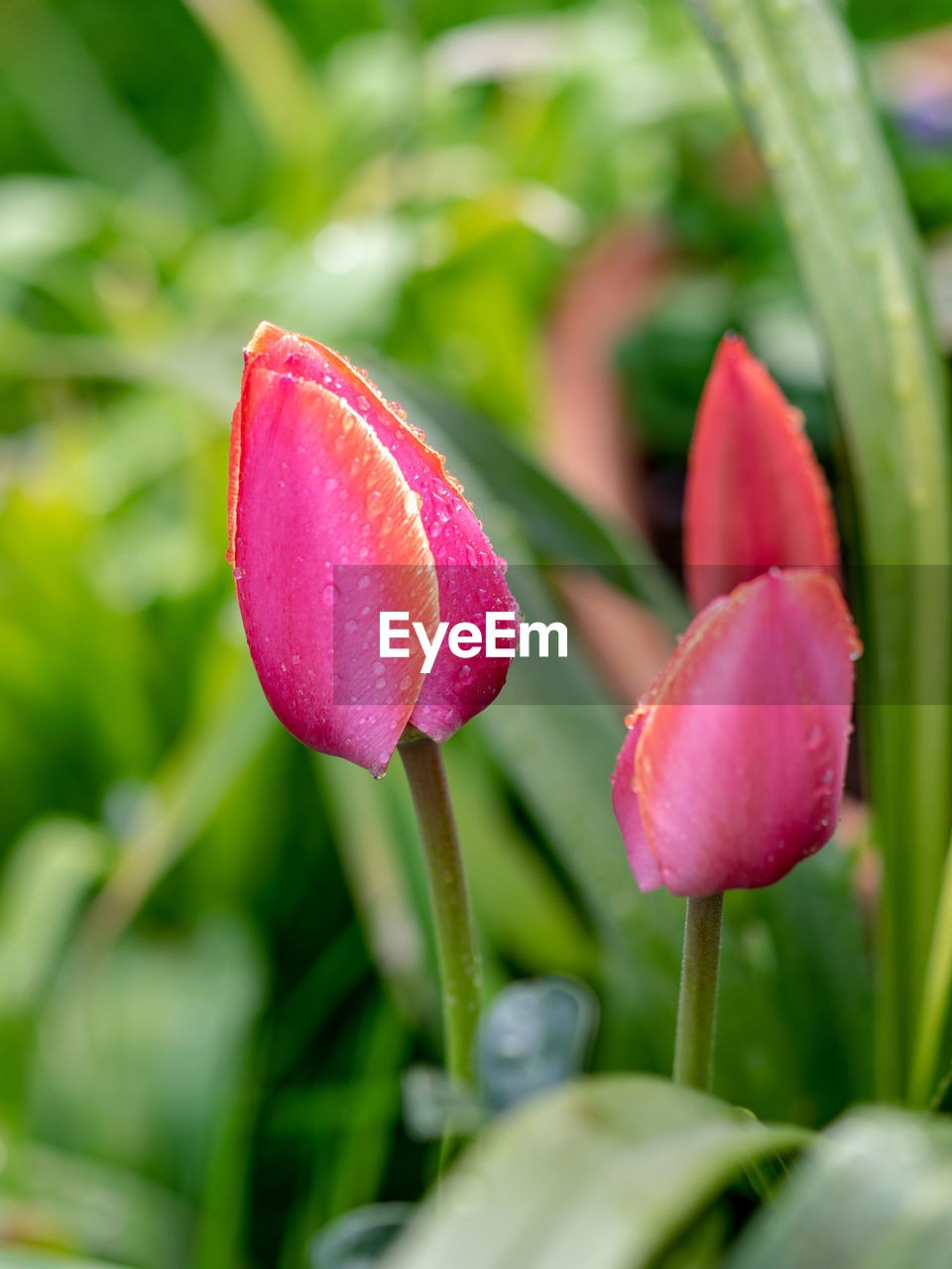 plant, flower, flowering plant, freshness, beauty in nature, close-up, nature, pink, growth, no people, springtime, petal, fragility, leaf, water, food, plant part, green, inflorescence, bud, flower head, tulip, selective focus, outdoors, macro photography, drop, blossom, magenta, food and drink, plant stem, vegetable, botany, summer, flowerbed, focus on foreground, wet, red, garden, day, agriculture