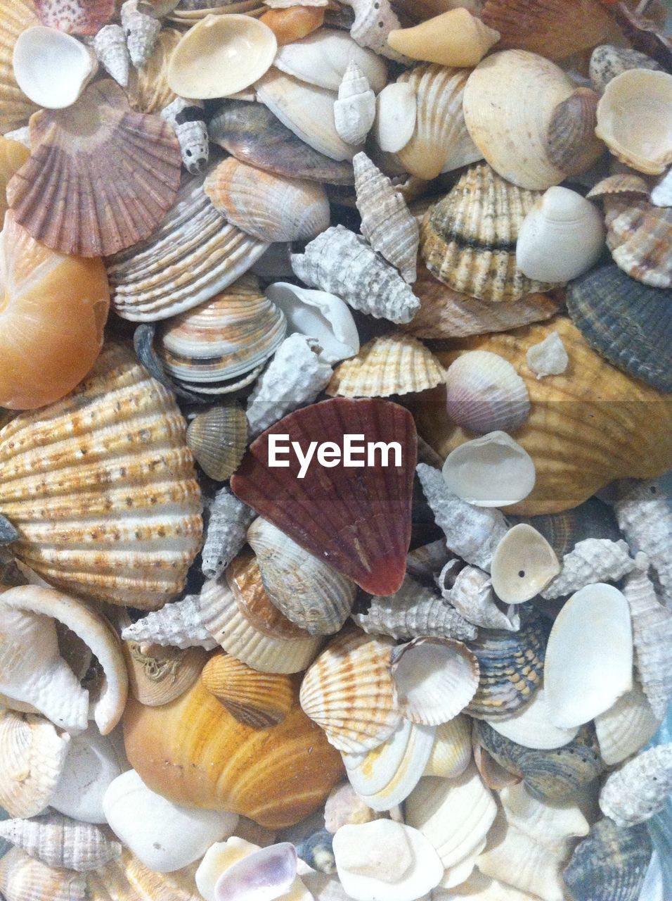 Full frame shot of seashells