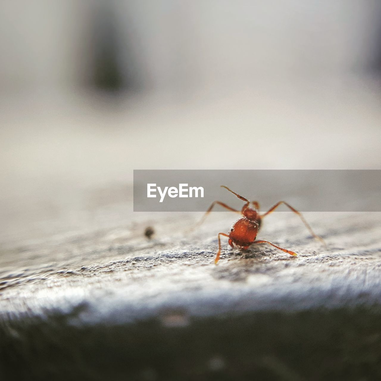 Close-up of insect on wall