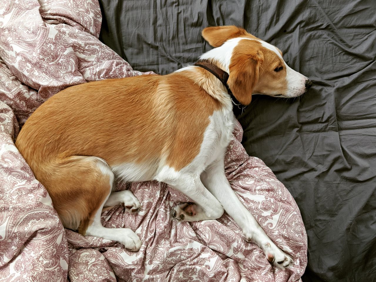 High angle view of dog sleeping on bed