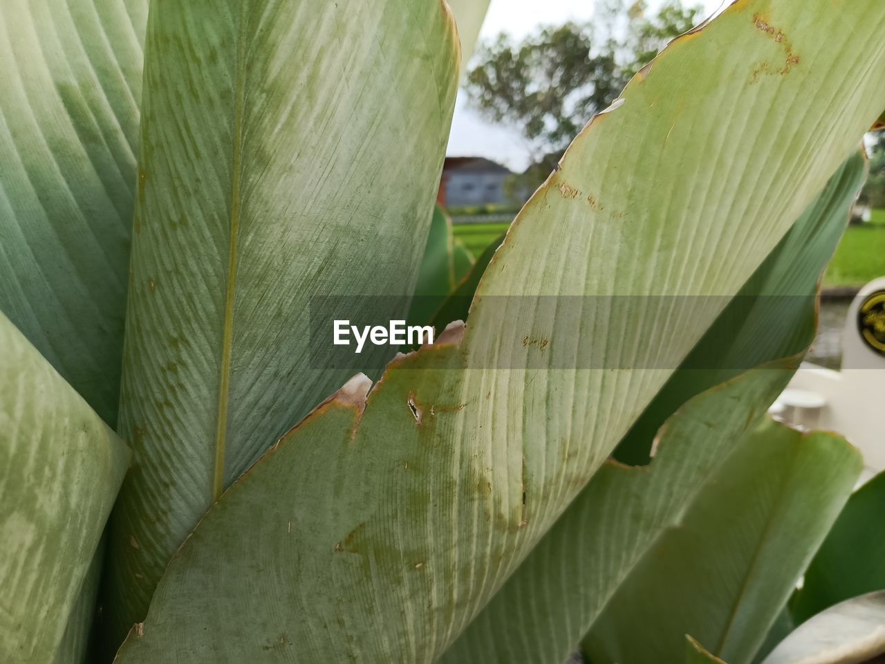 leaf, plant, plant part, green, nature, growth, flower, close-up, no people, day, tree, beauty in nature, banana leaf, outdoors, banana tree, focus on foreground, plant stem