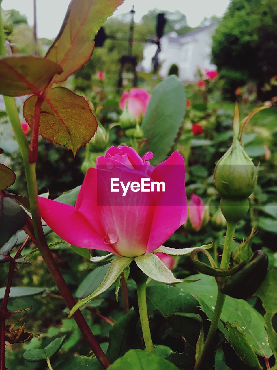Close-up of pink flowers