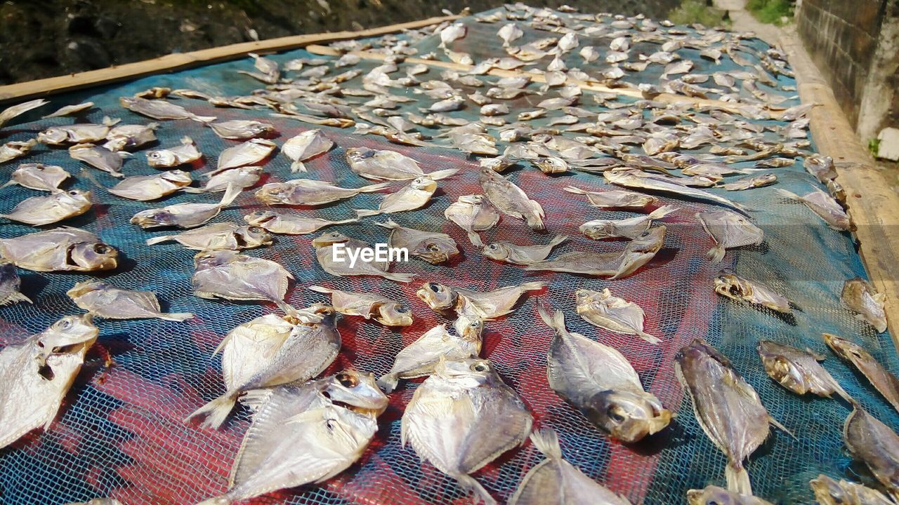 Fish drying on netting