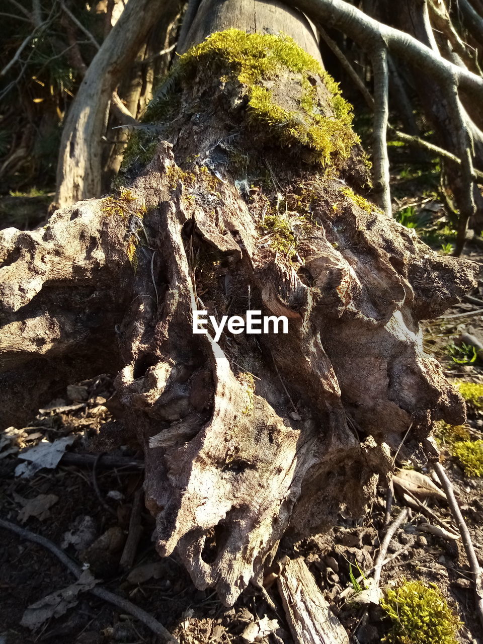 CLOSE-UP OF LICHEN ON TREE TRUNK IN FOREST