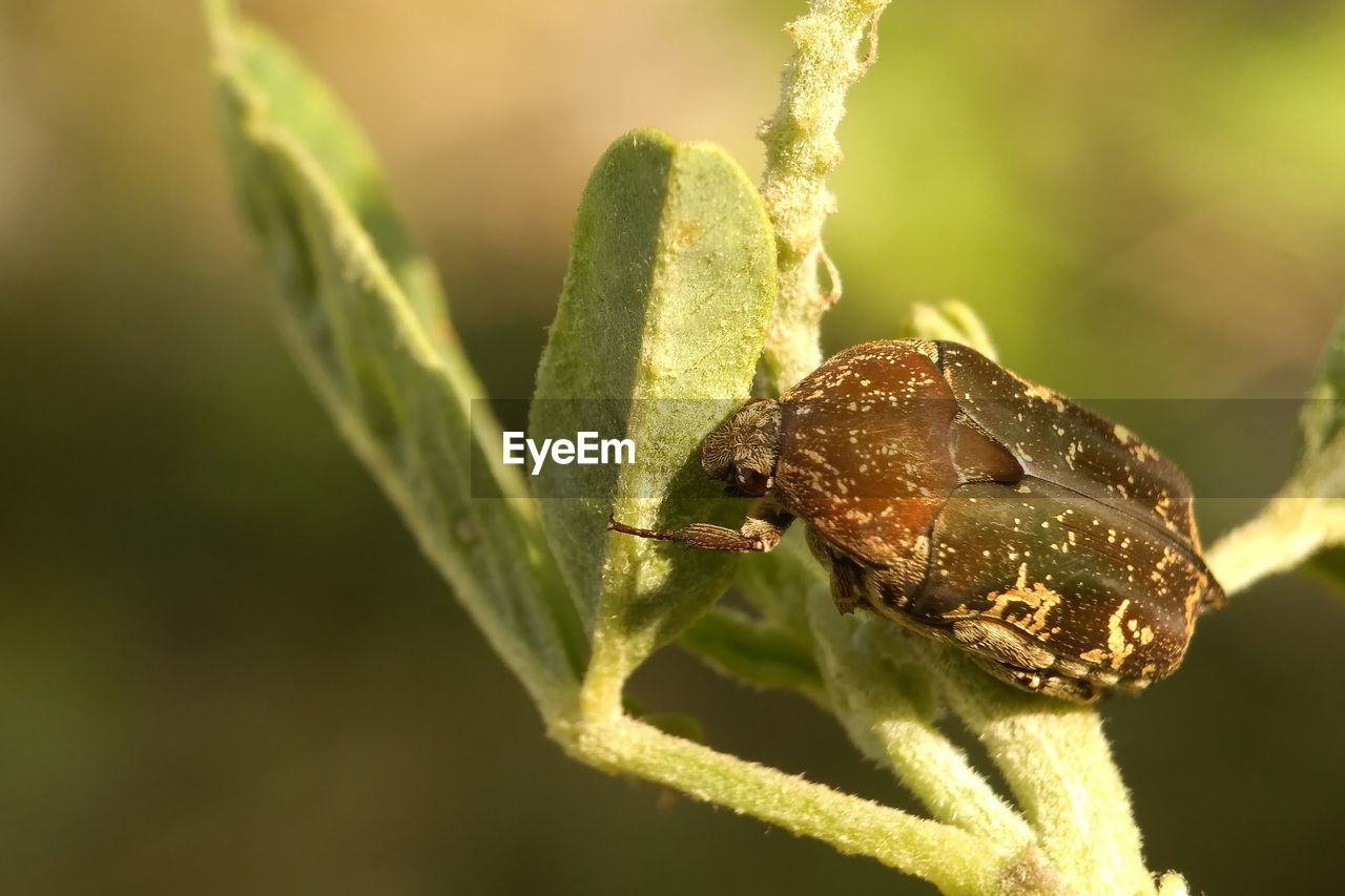 CLOSE-UP OF INSECT ON LEAF