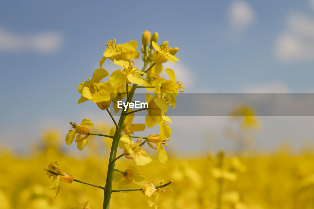 CLOSE-UP OF FRESH YELLOW FLOWER PLANT