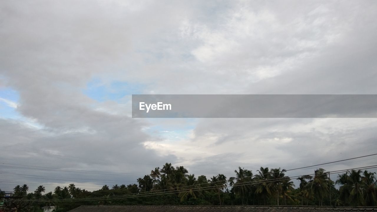 LOW ANGLE VIEW OF TREES ON LANDSCAPE