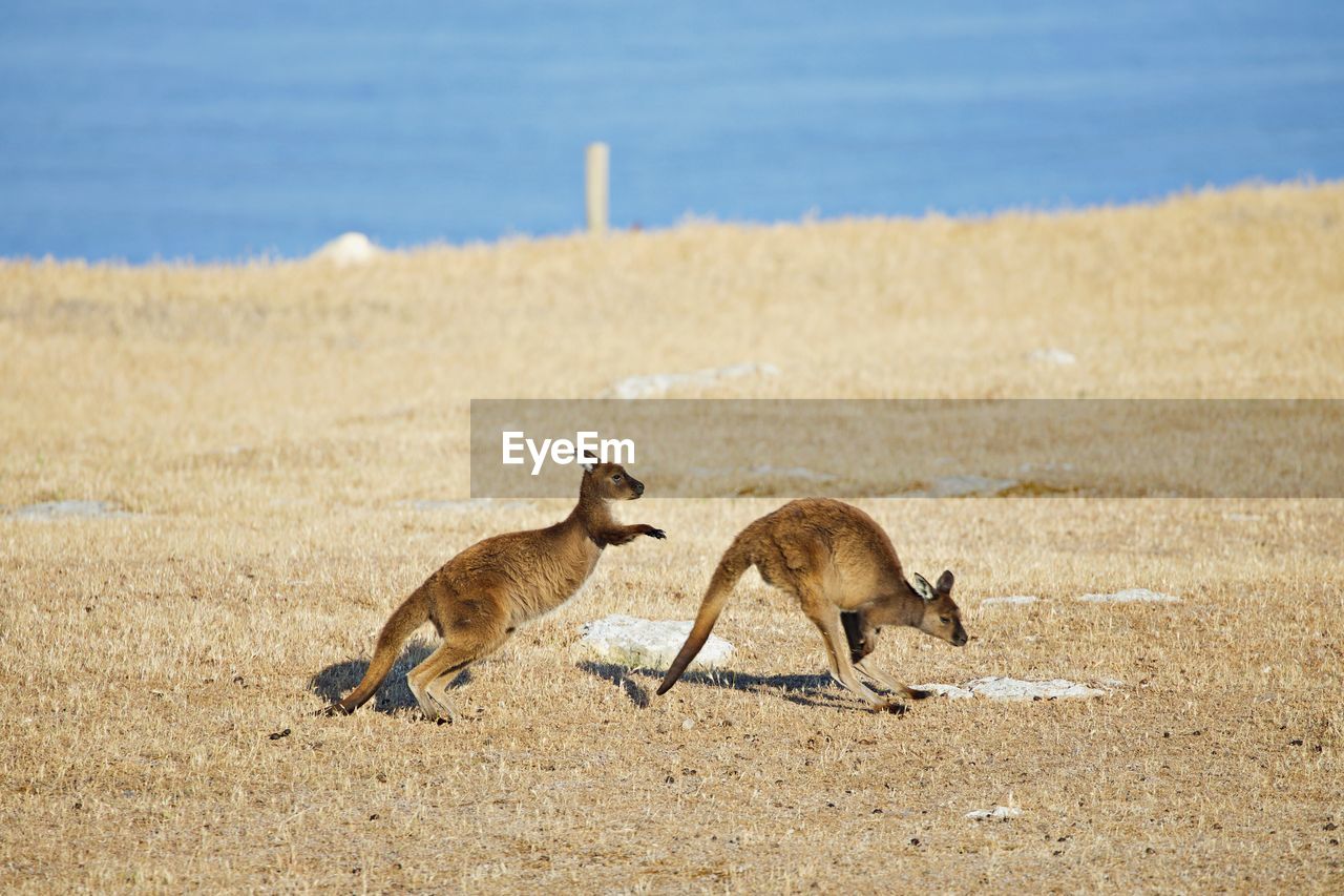 Kangaroos in a field