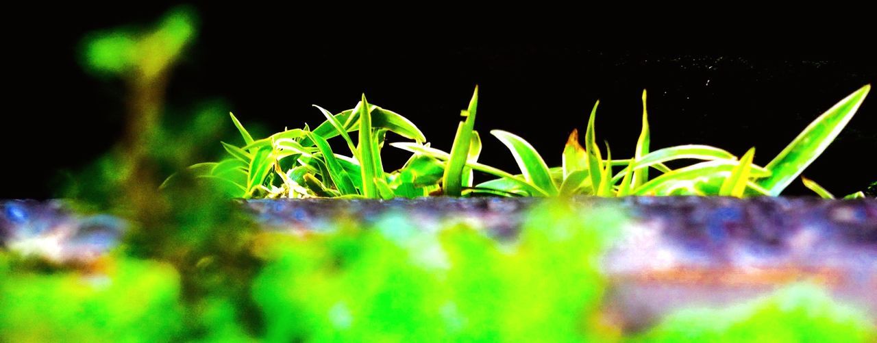 CLOSE-UP OF FRESH GREEN PLANTS