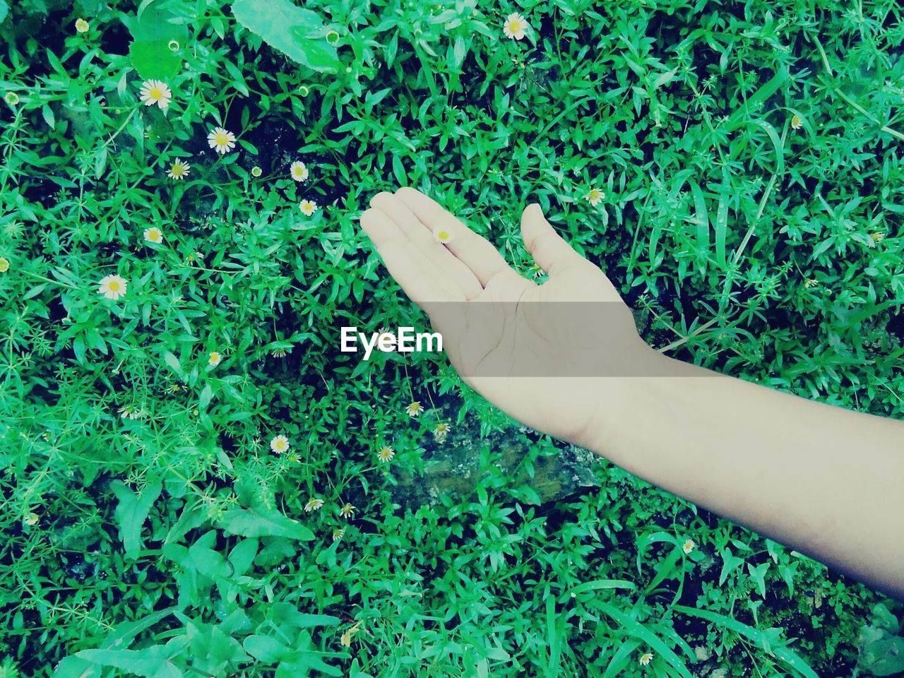 Cropped image of hand holding small flower on field