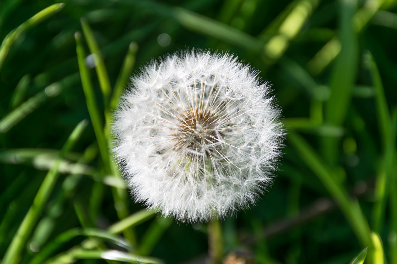 Close-up of dandelion flower