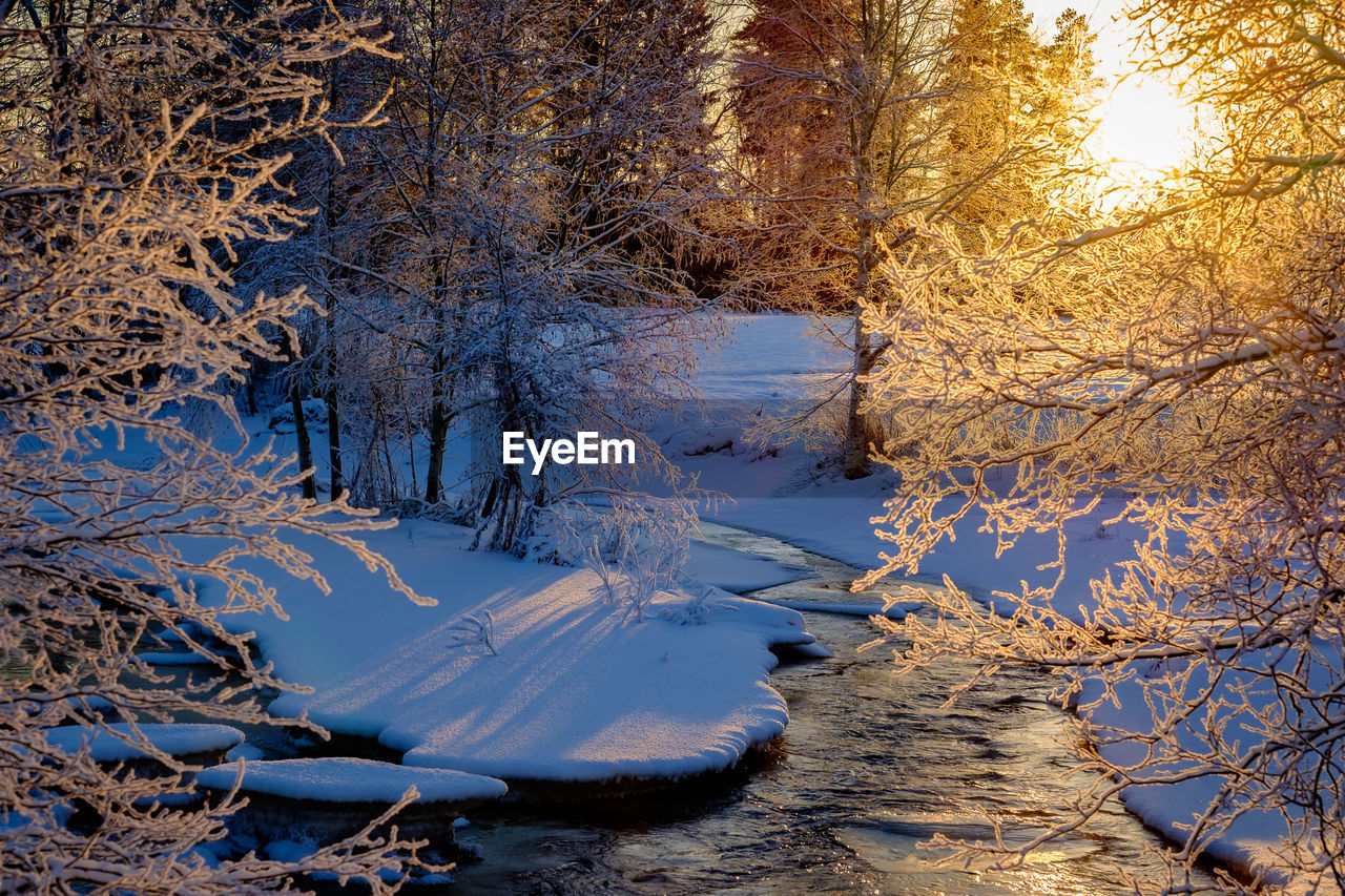 Trees on snow covered landscape