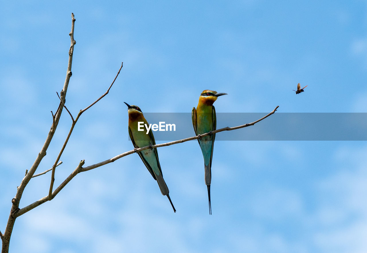 Bee-eater ii bukit panchor state park