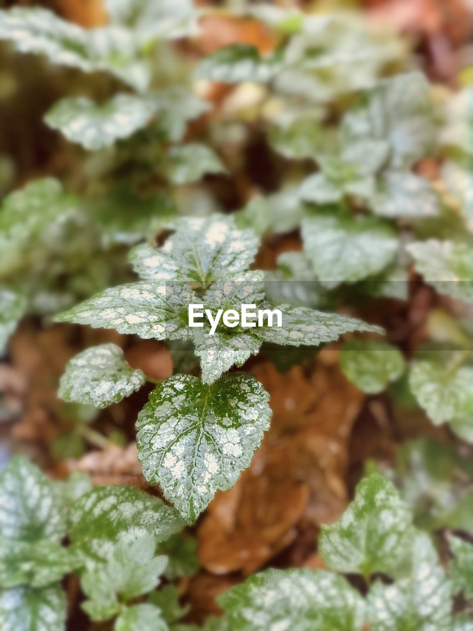 CLOSE-UP OF GREEN PLANT