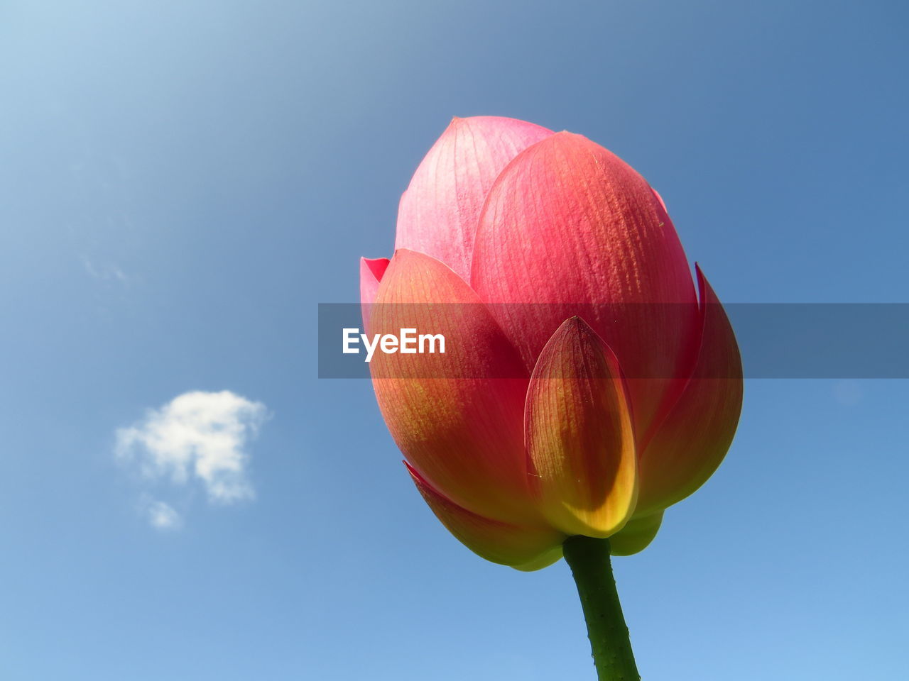 CLOSE-UP OF PINK TULIP