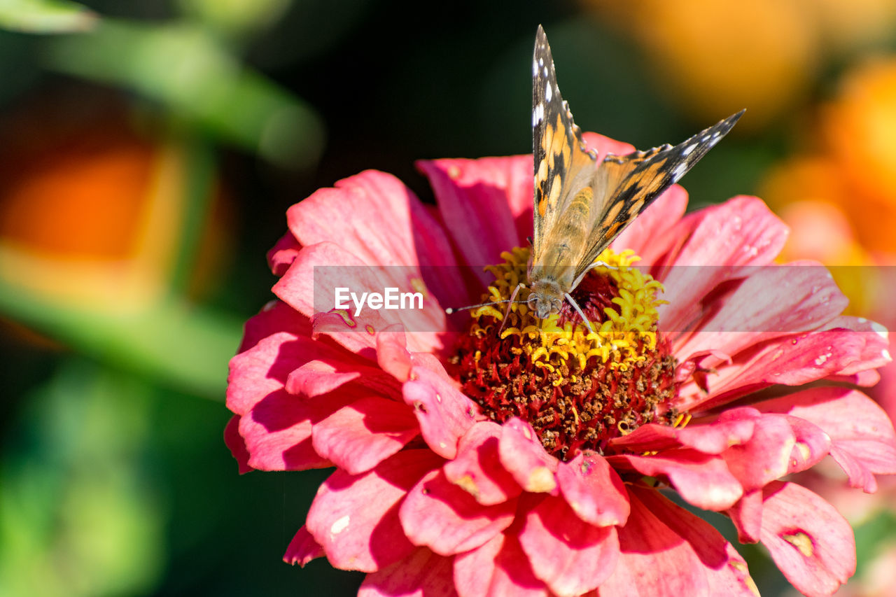 CLOSE-UP OF INSECT ON PINK FLOWER