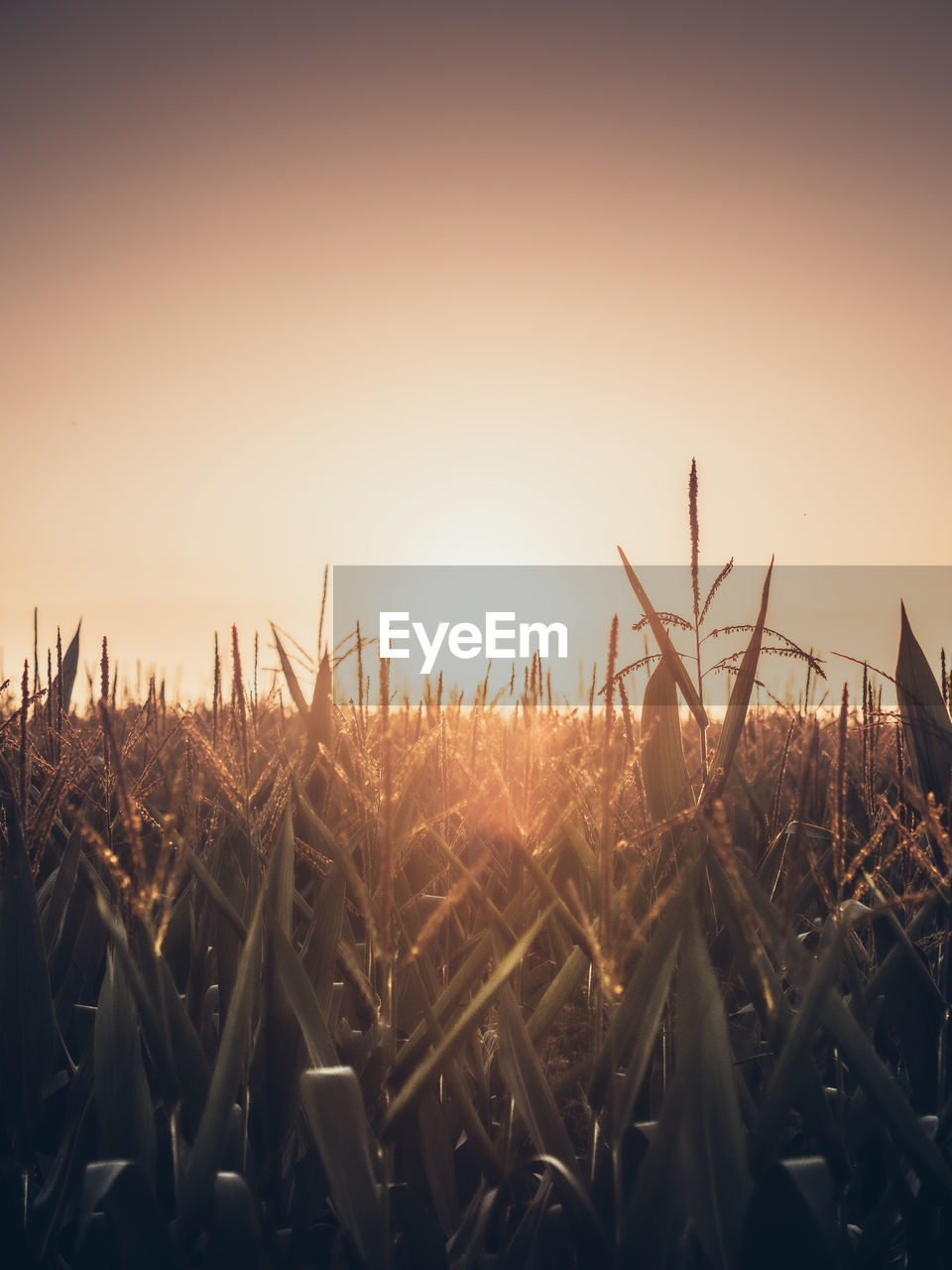 High angle view of stalks in field against sunset sky