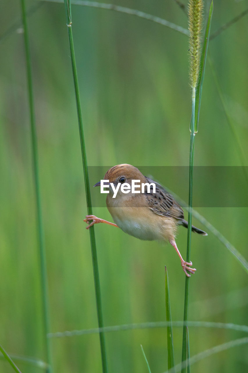 Close-up of bird perching on grass