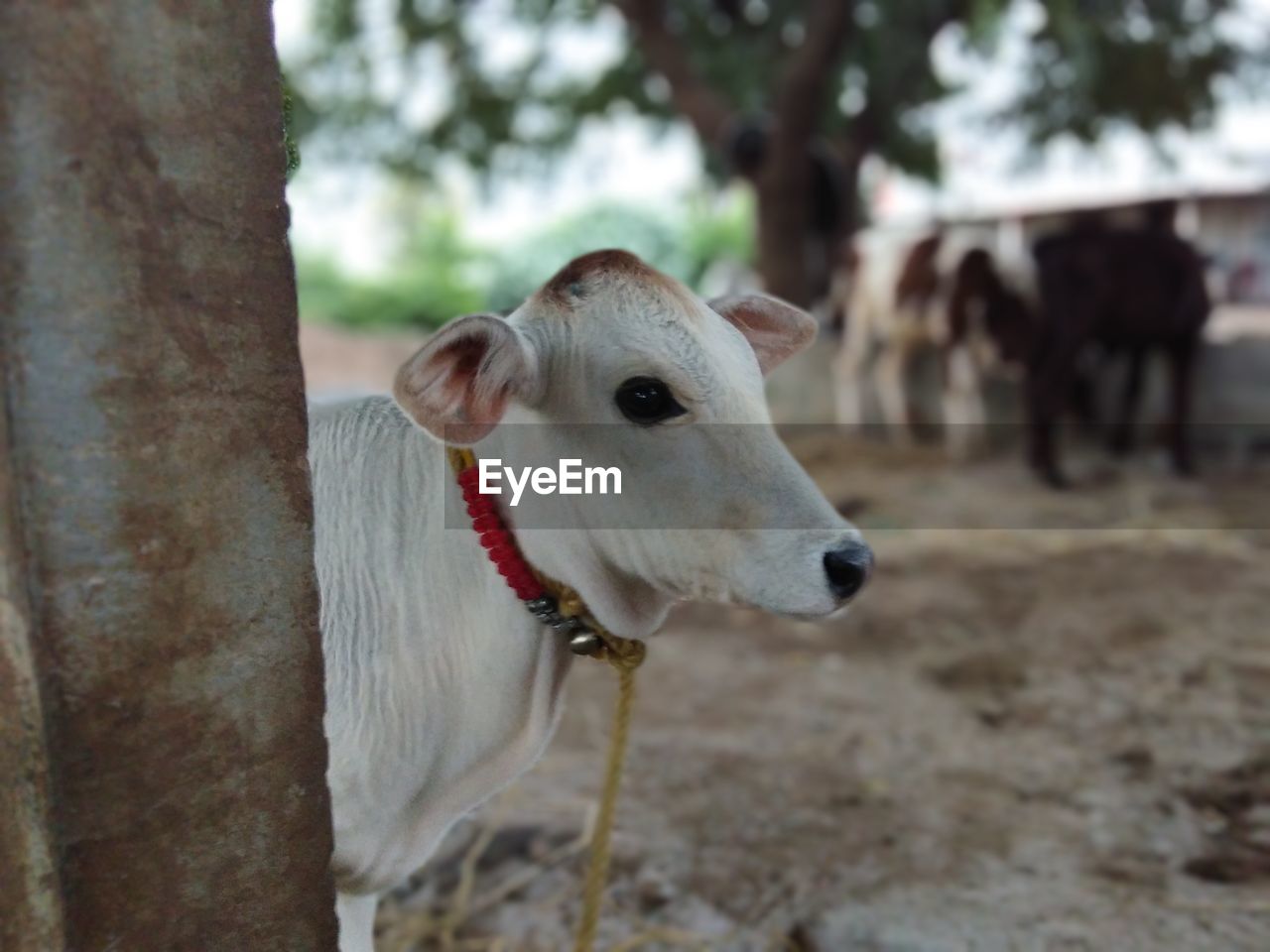 CLOSE-UP PORTRAIT OF A COW