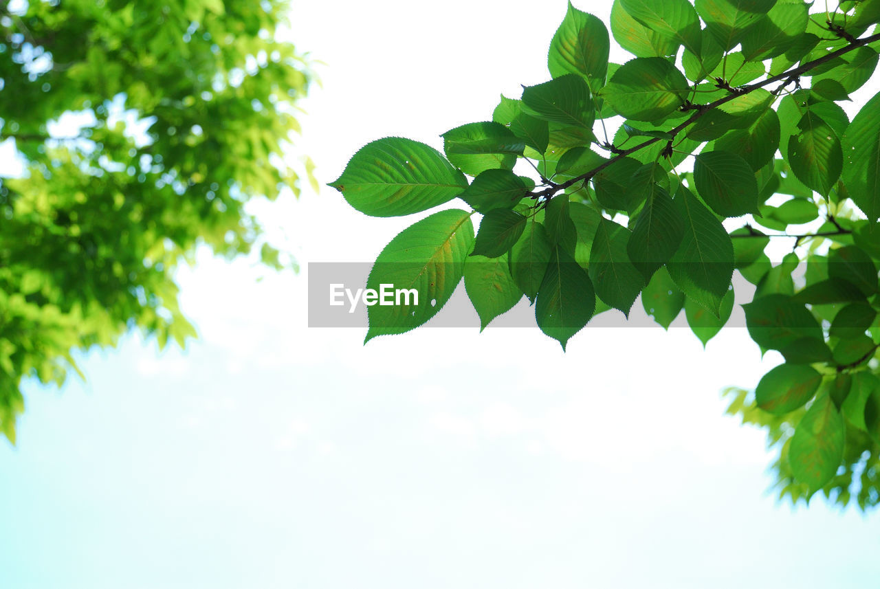 LOW ANGLE VIEW OF PLANT AGAINST CLEAR SKY