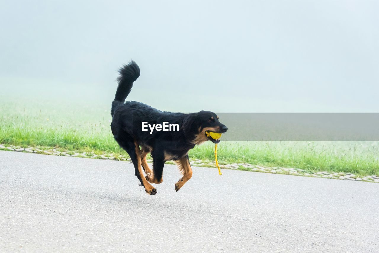 Dog with toy in mouth running on street