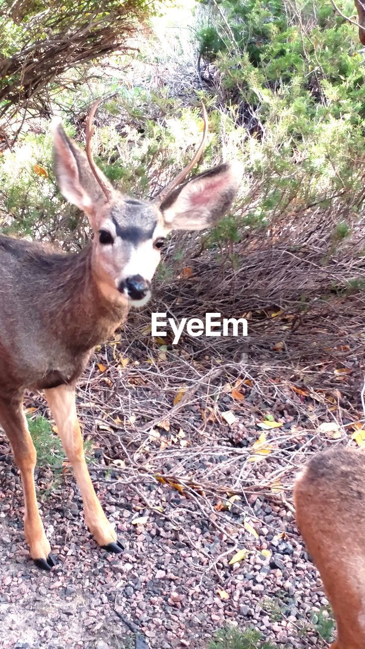 DEER ON FIELD BY TREES