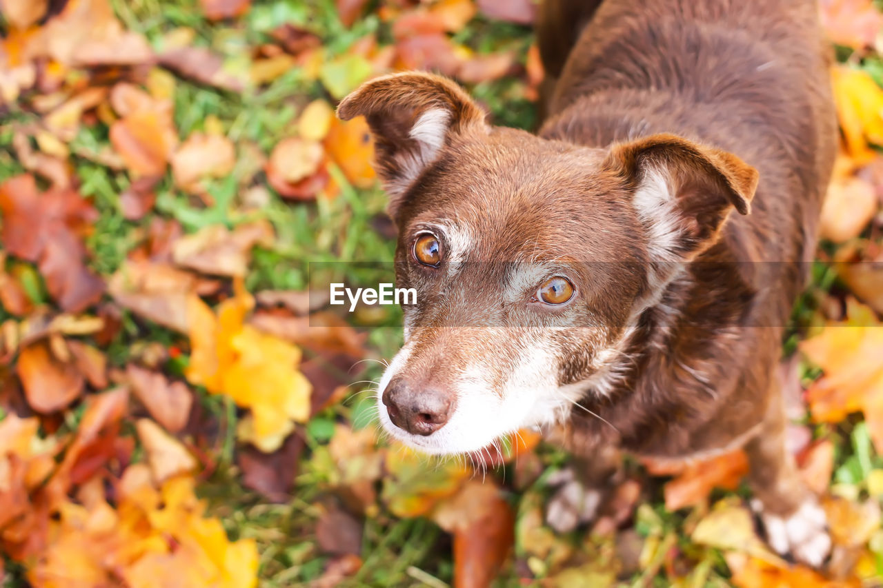 CLOSE-UP OF DOG LOOKING AWAY