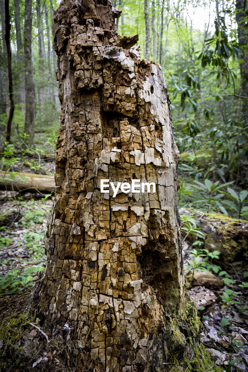 MOSS ON TREE TRUNK