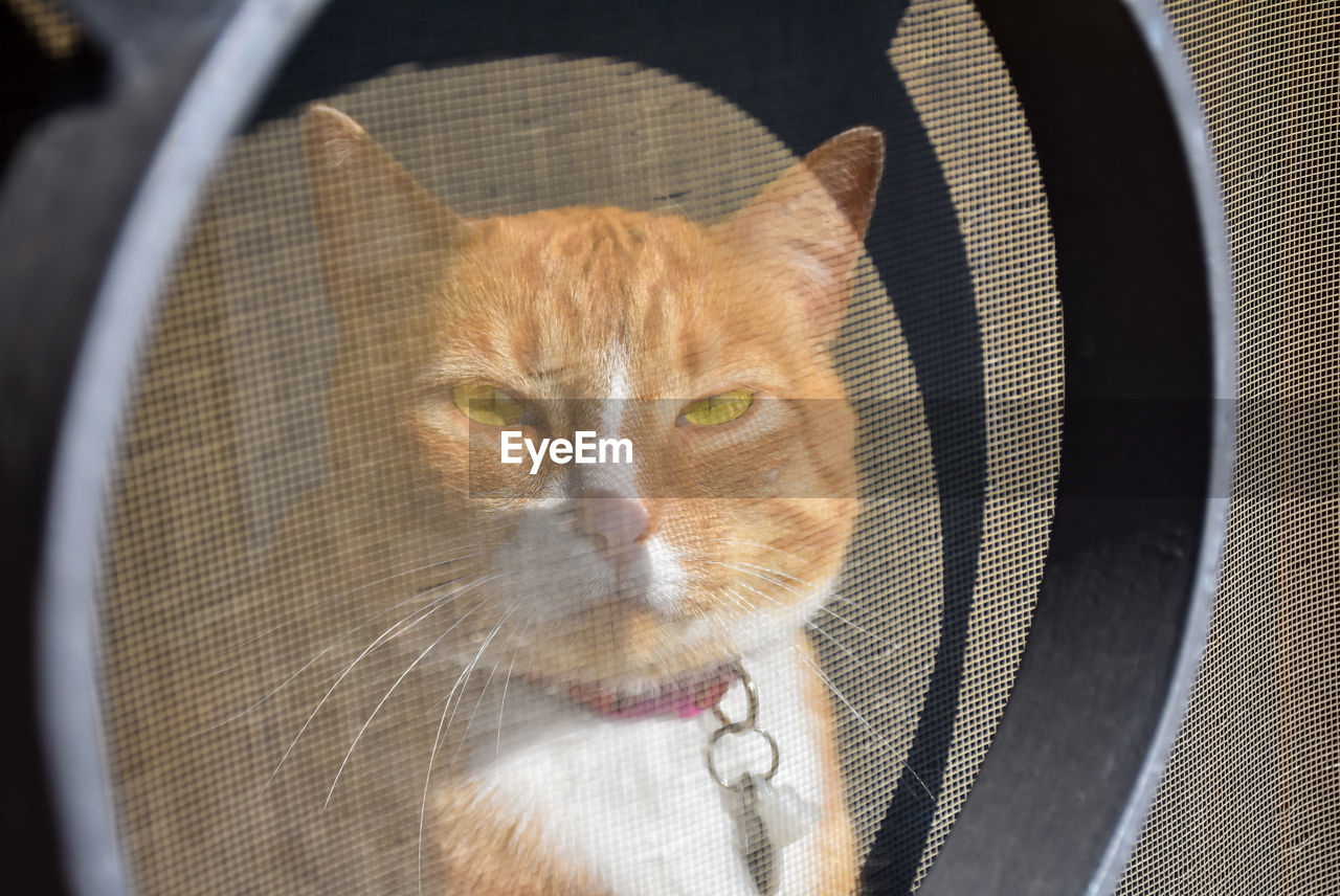 A red hair cat at a window behind a mosquito net having a sunbathe in a sunny day. the cat is enjoying a hot day of summer looking through the window with yellow eyes. horizontal photo