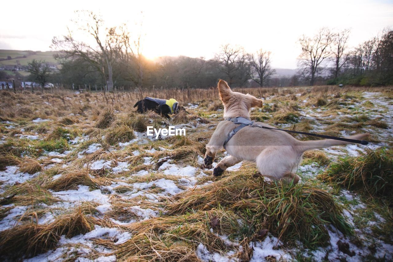 VIEW OF DOG ON FIELD AGAINST SKY