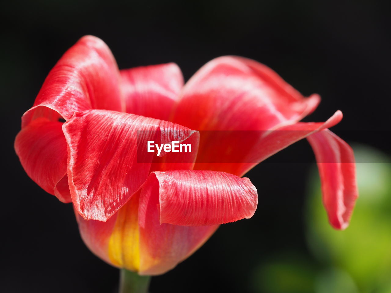 Close-up of pink flower blooming against black background