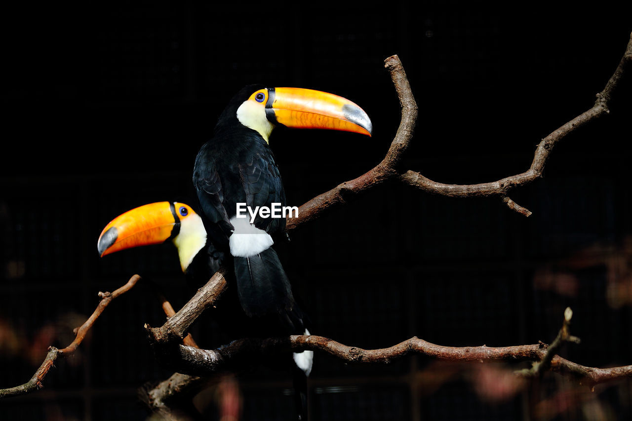 CLOSE-UP OF BIRDS PERCHING ON BRANCH